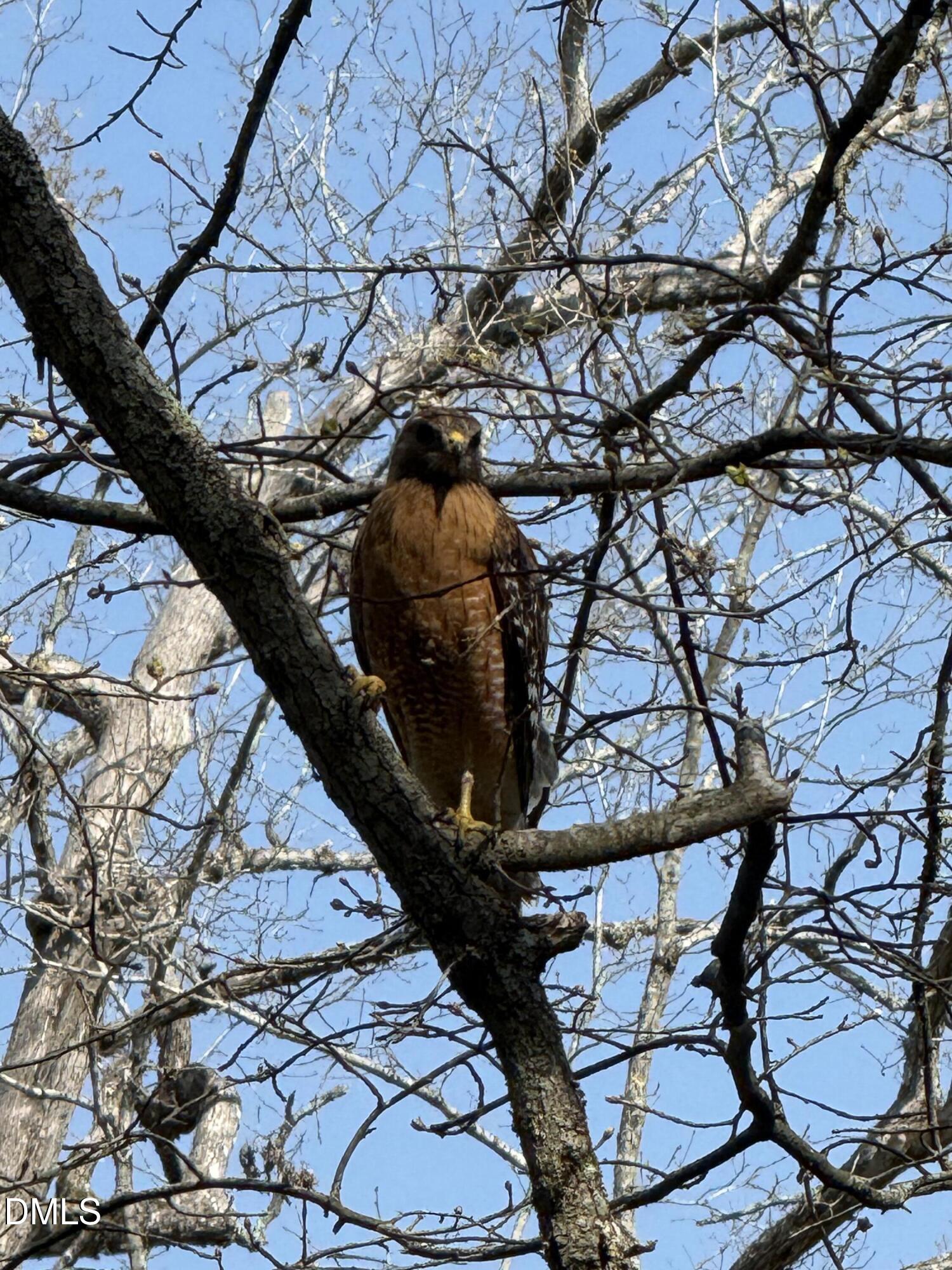 31 Mt Bolus Road Chapel Hill, NC 27514 - Photo 67 of 72 IMG_4519