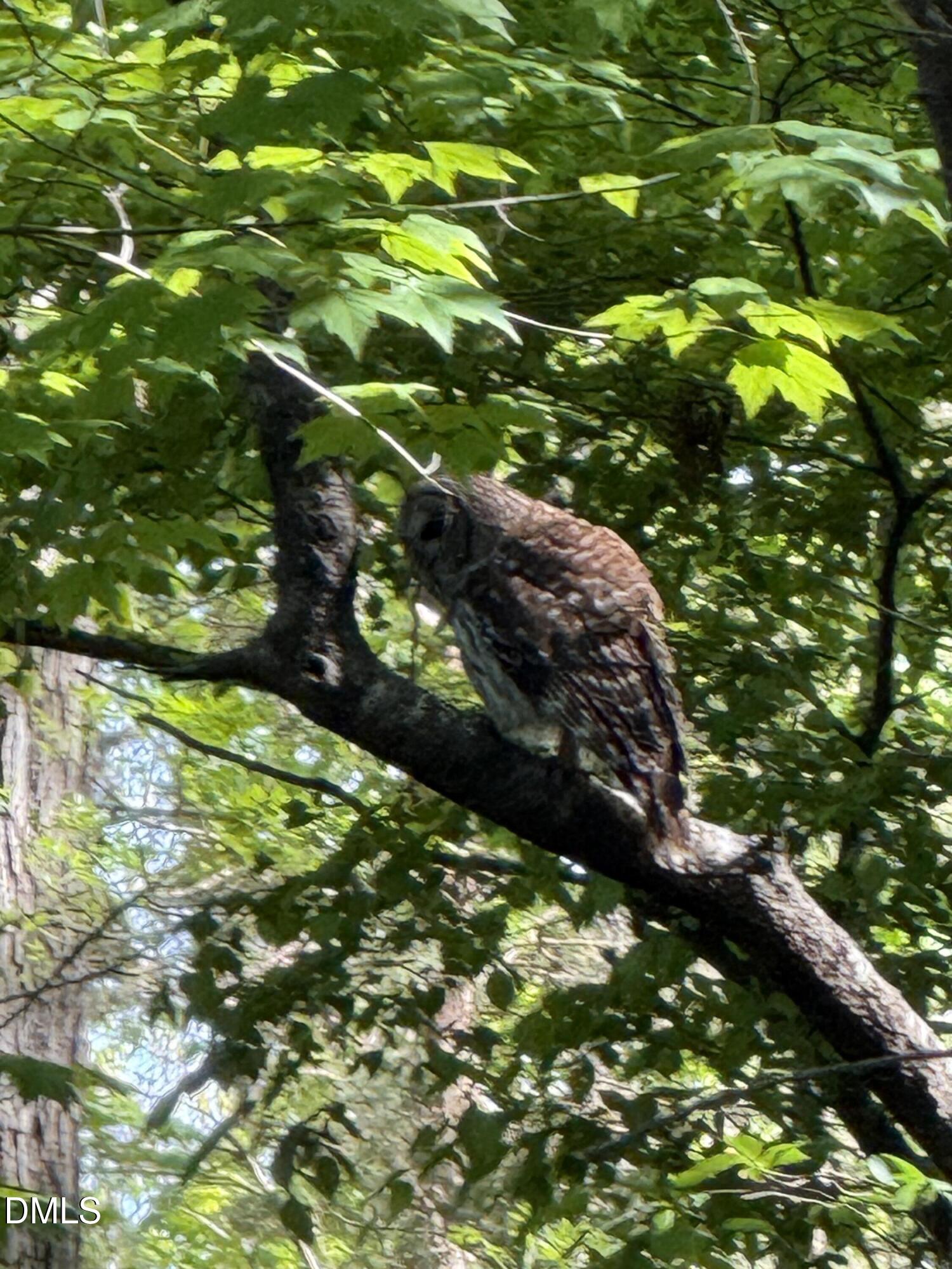 31 Mt Bolus Road Chapel Hill, NC 27514 - Photo 68 of 72 IMG_4634