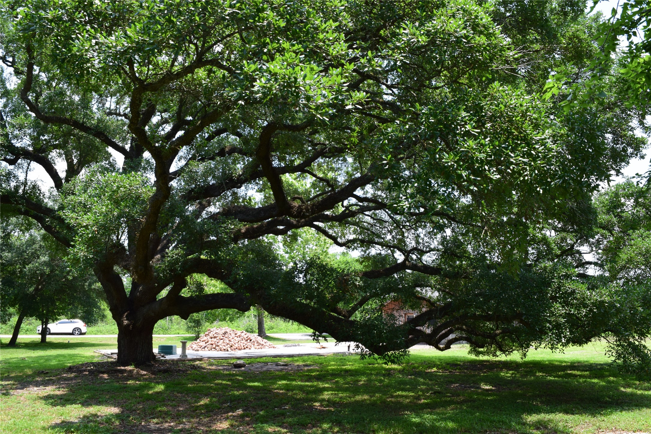 7234 Bissell Road Manvel, TX 77578 - Photo 9 of 14 a large tree in middle of garden