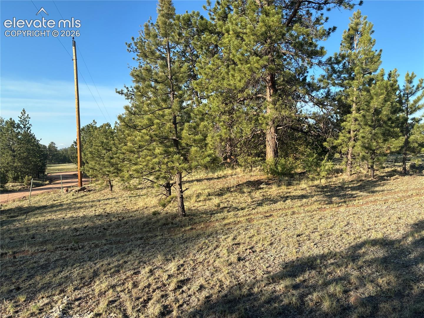 Tbd Doe Valley Road Guffey, CO 80820 - Photo 11 of 19 Mature healthy trees.