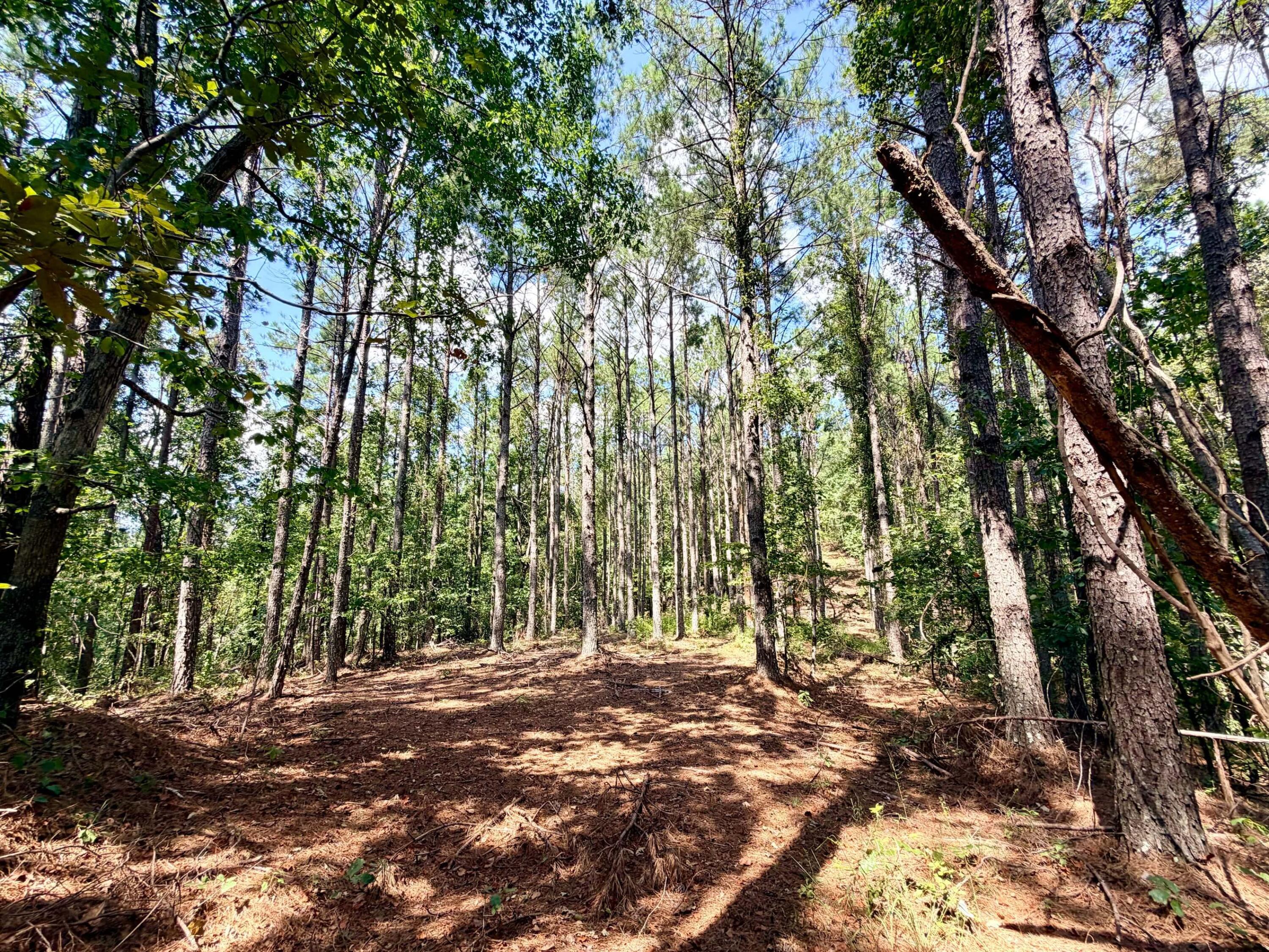 601 Co Road Booneville, MS 38829 - Photo 11 of 19 Gallery Image 11