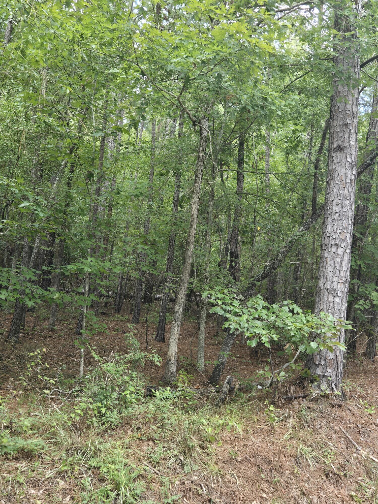 0 Lbk Road Tignall, GA 30668 - Photo 11 of 13 20250818_180523_resized