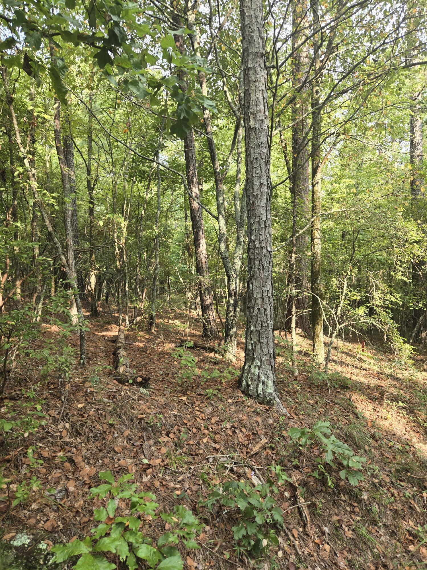 0 Lbk Road Tignall, GA 30668 - Photo 4 of 13 20250818_180326_resized