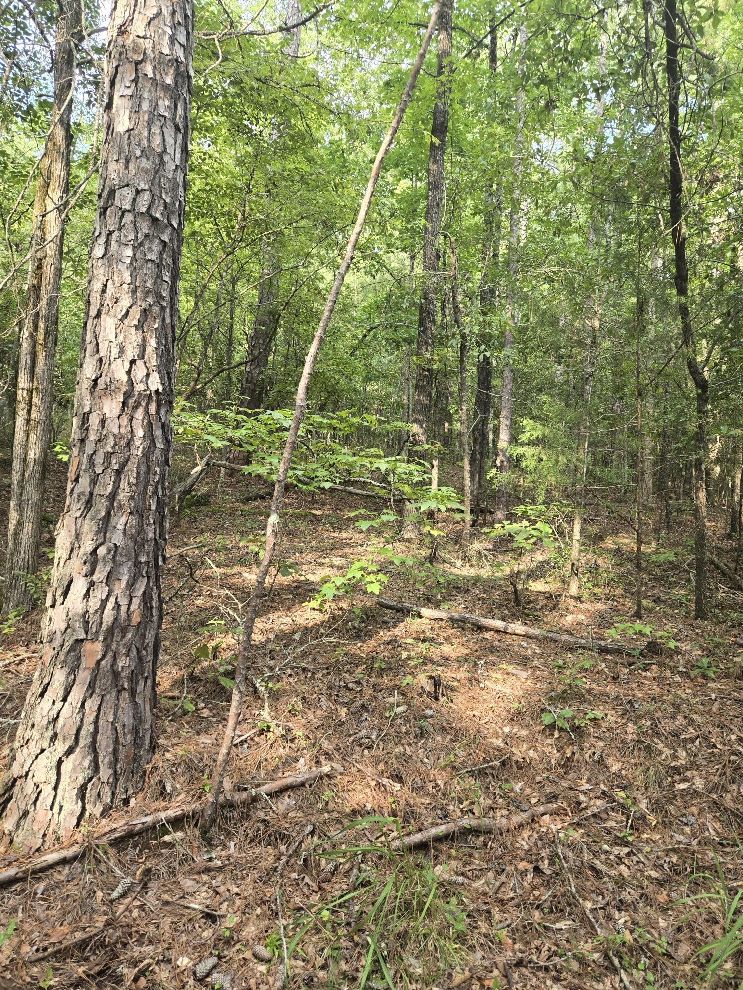 0 Lbk Road Tignall, GA 30668 - Photo 5 of 13 20250818_180402_resized