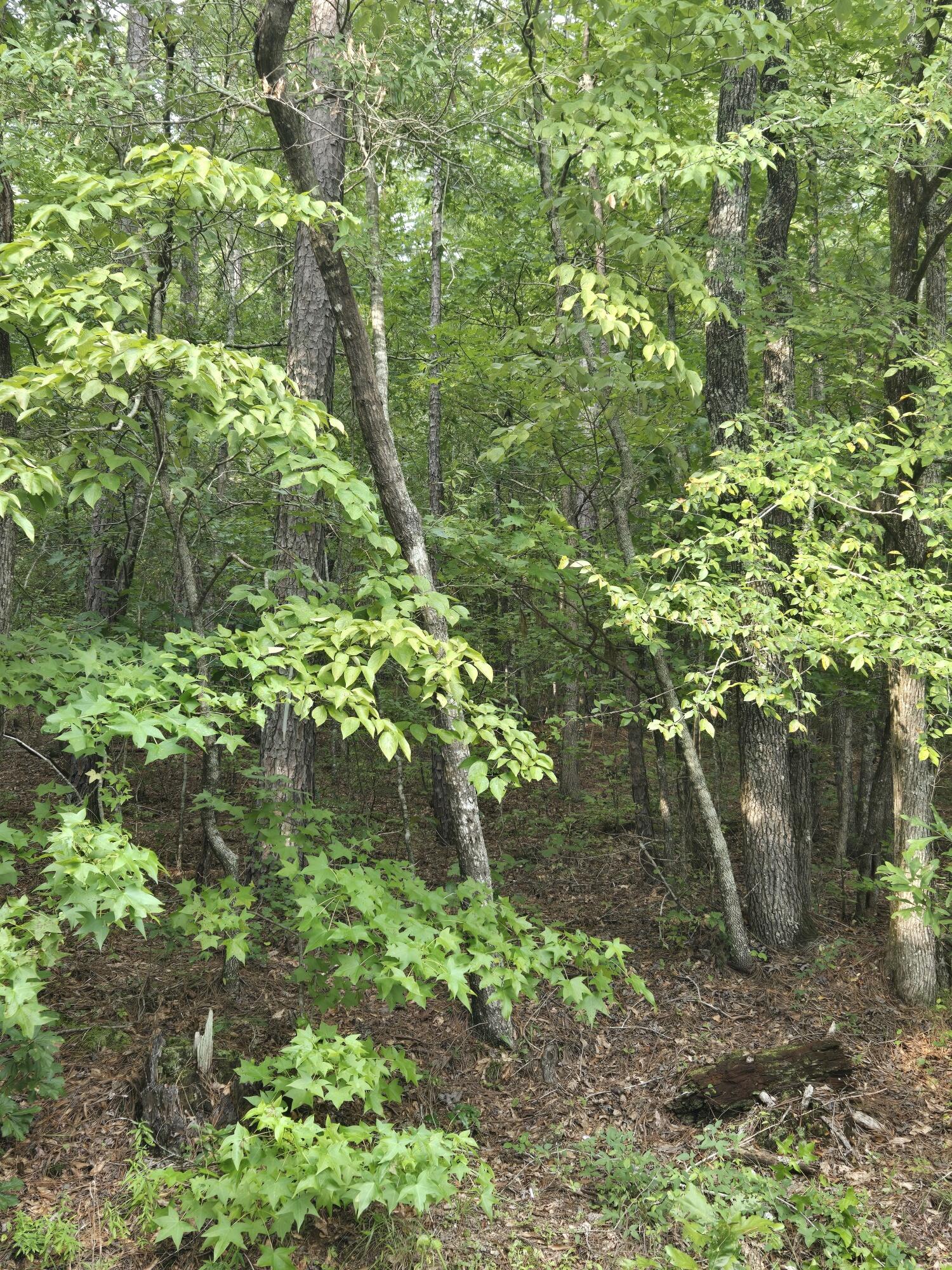 0 Lbk Road Tignall, GA 30668 - Photo 7 of 13 20250818_180429_resized