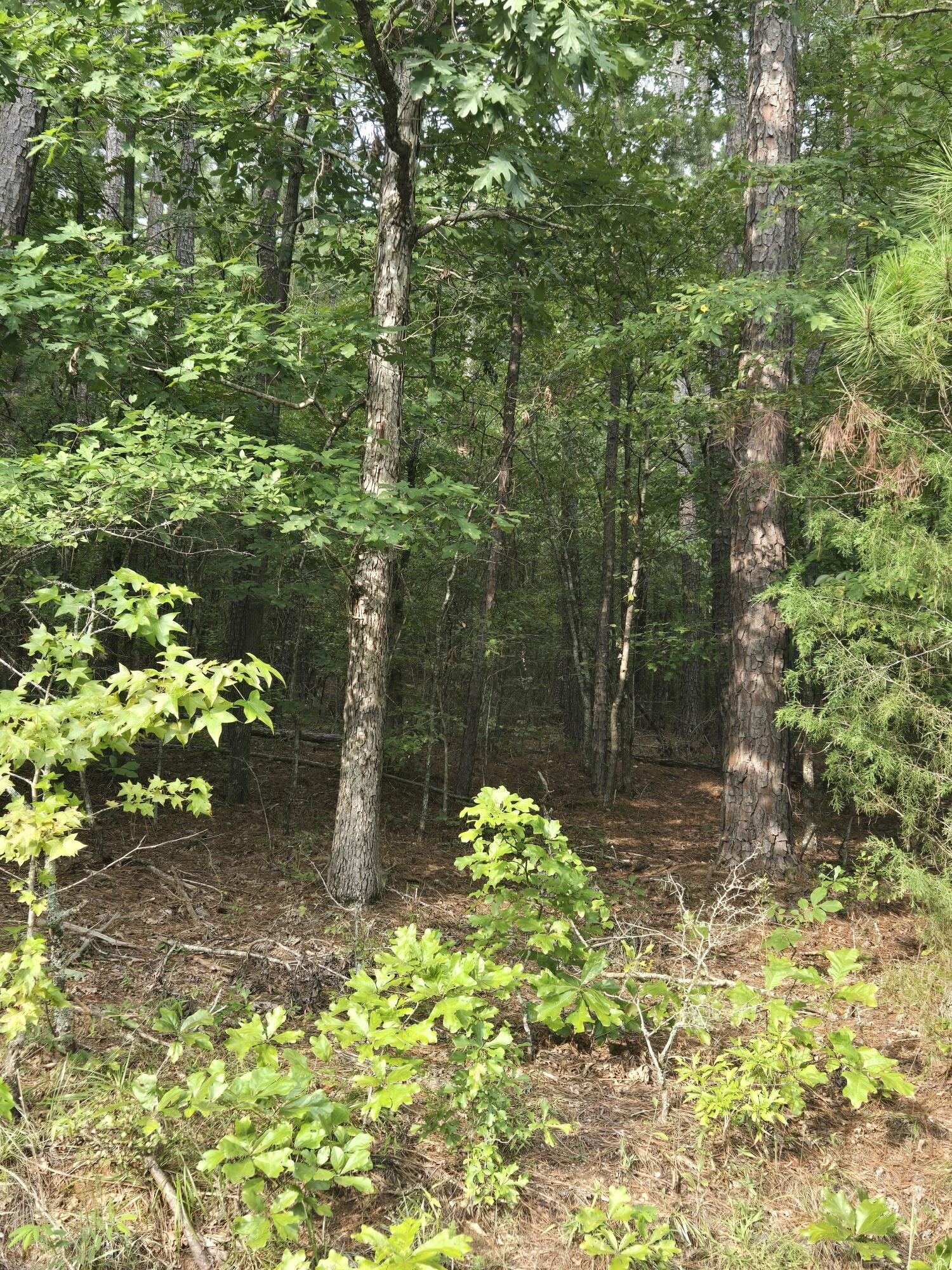 0 Lbk Road Tignall, GA 30668 - Photo 8 of 13 20250818_180442_resized