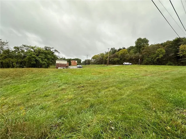 a view of a big yard with plants and a large tree