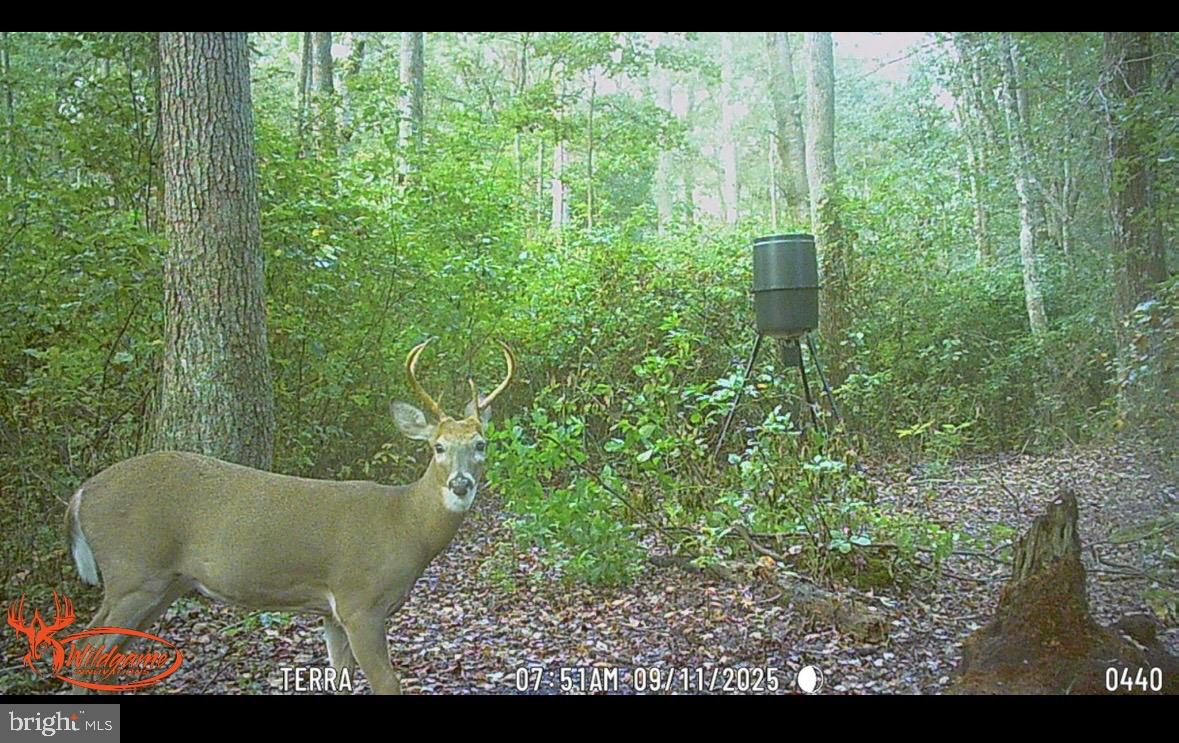 25095 Trunk Line Road Henderson, MD 21640 - Photo 39 of 39 Curious Buck in Woodland Serenity
