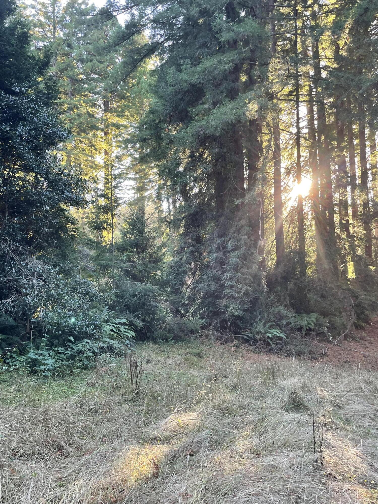 4208 Lentell Road Eureka, CA 95503 - Photo 14 of 14 Back Yard