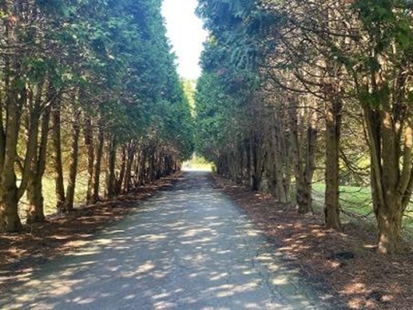 128 North Street Rochester, MA 02770 - Photo 5 of 32 a view of a forest filled with trees