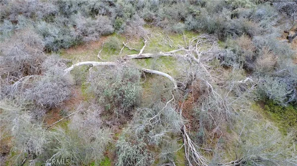 a view of a forest with a dry yard