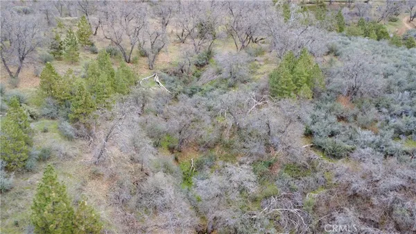 a view of a forest with lots of trees