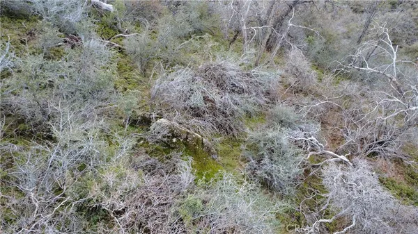 a view of a forest with lots of trees