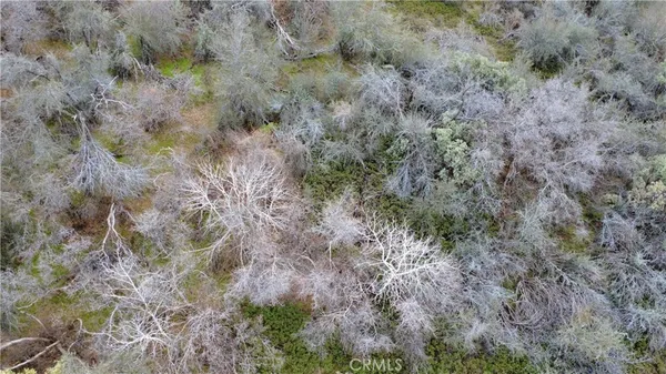 a view of a forest with lots of trees