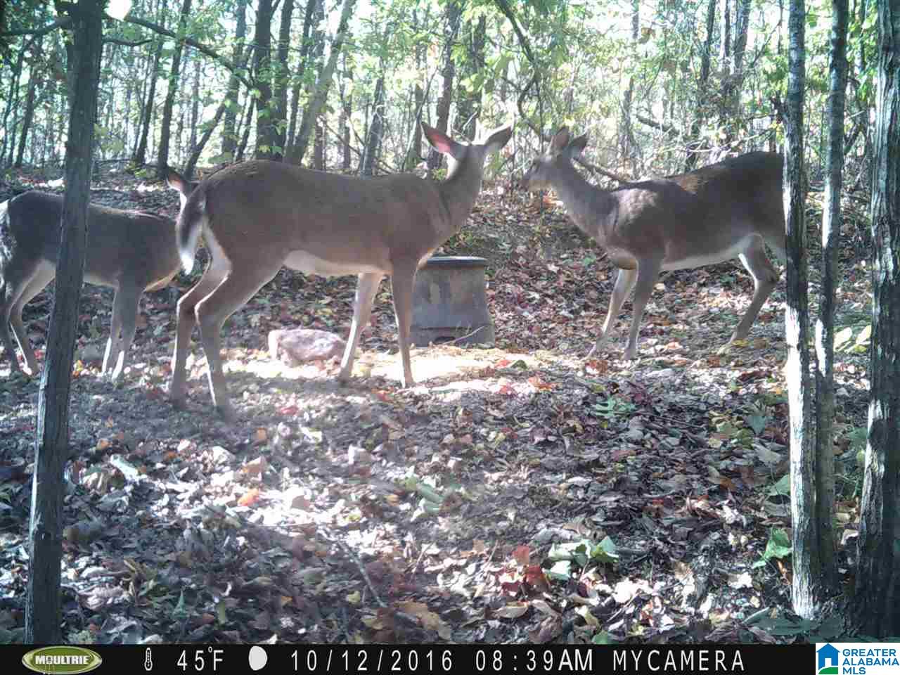 0 Carnes Chapel Road, Unit 113 Gallant, AL 35972 - Photo 16 of 32