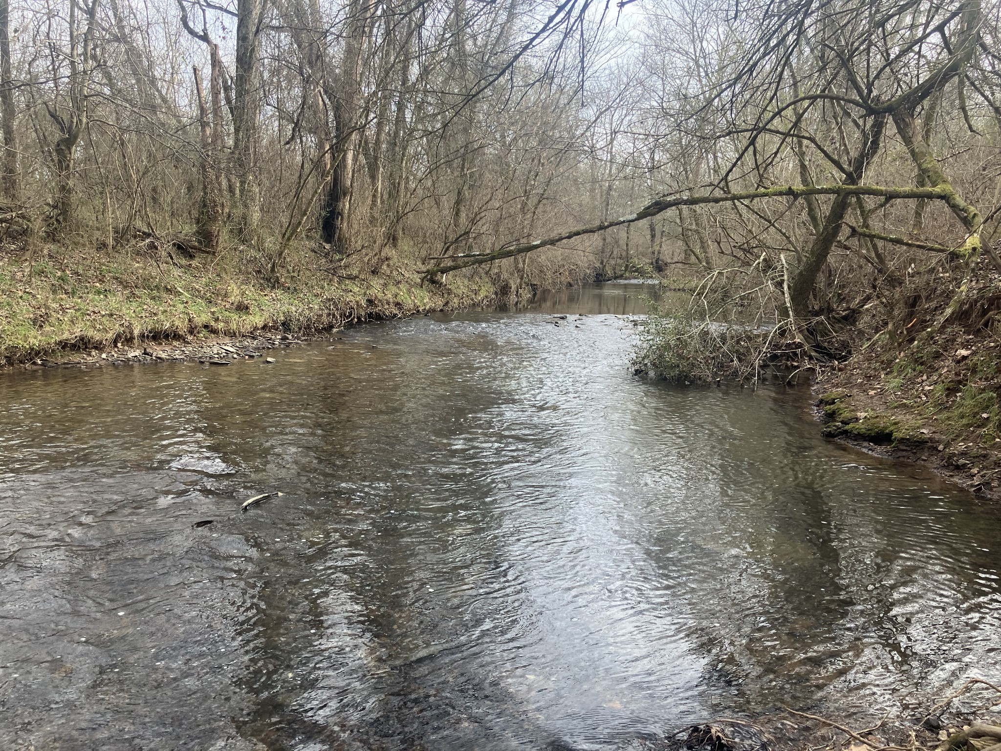 6 Southport Road Mount Pleasant, TN 38474 - Photo 6 of 10