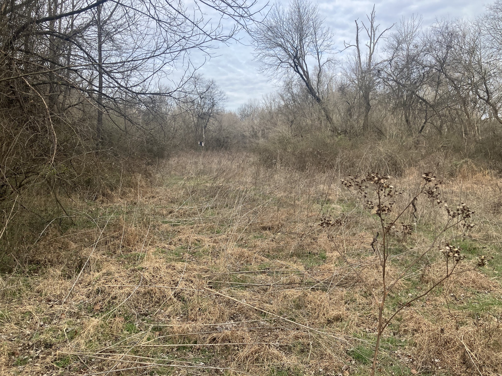 6 Southport Road Mount Pleasant, TN 38474 - Photo 10 of 10 a view of a dry yard with trees