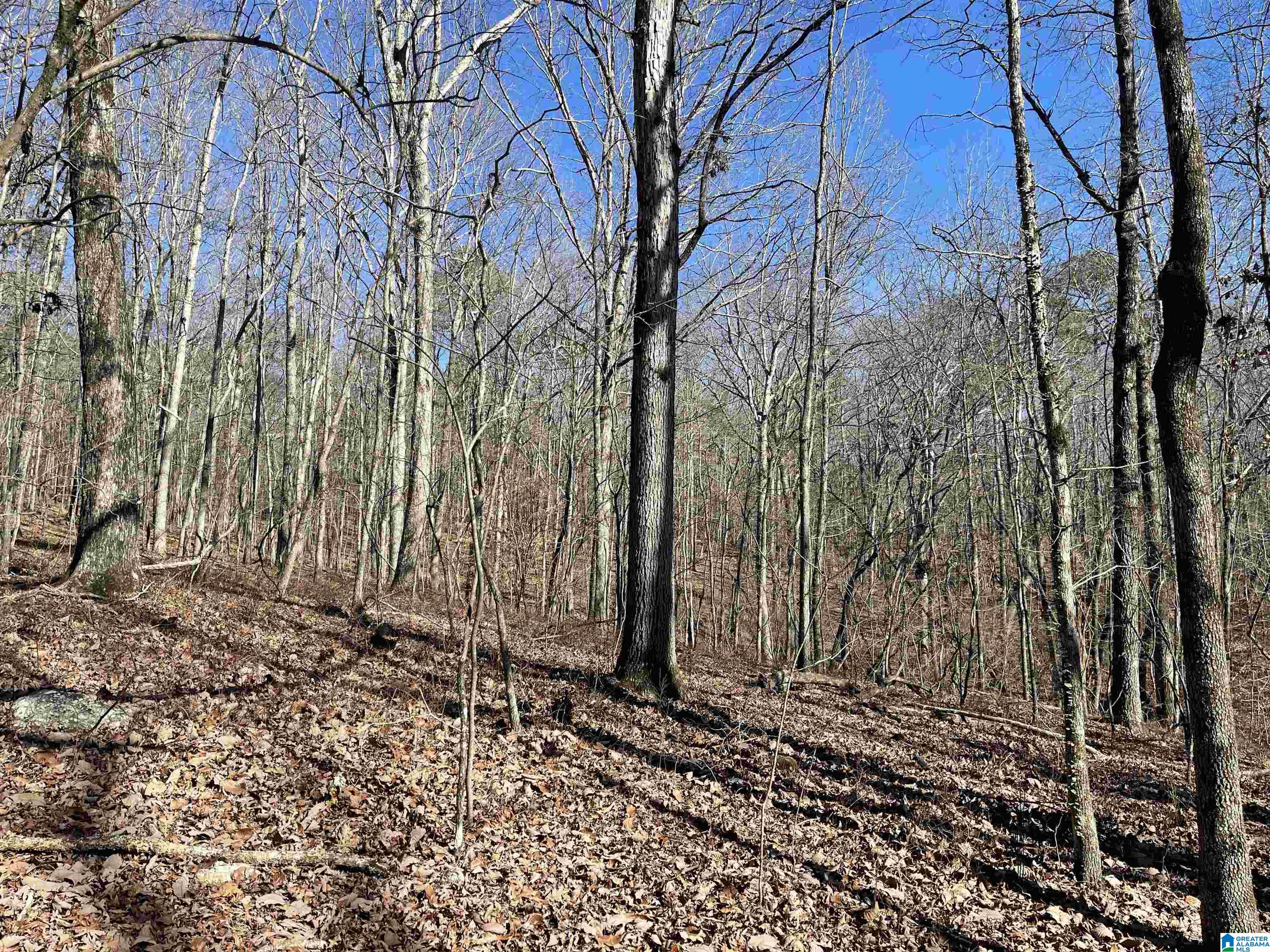 0 County Road 852, Unit 4 Ranburne, AL 36273 - Photo 5 of 19