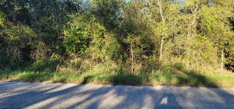 a view of a plants and trees in the background