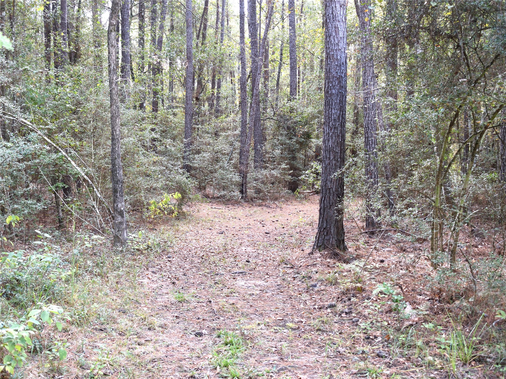 Tbd Copperleaf Road Huntsville, TX 77340 - Photo 16 of 24 a view of a forest with trees
