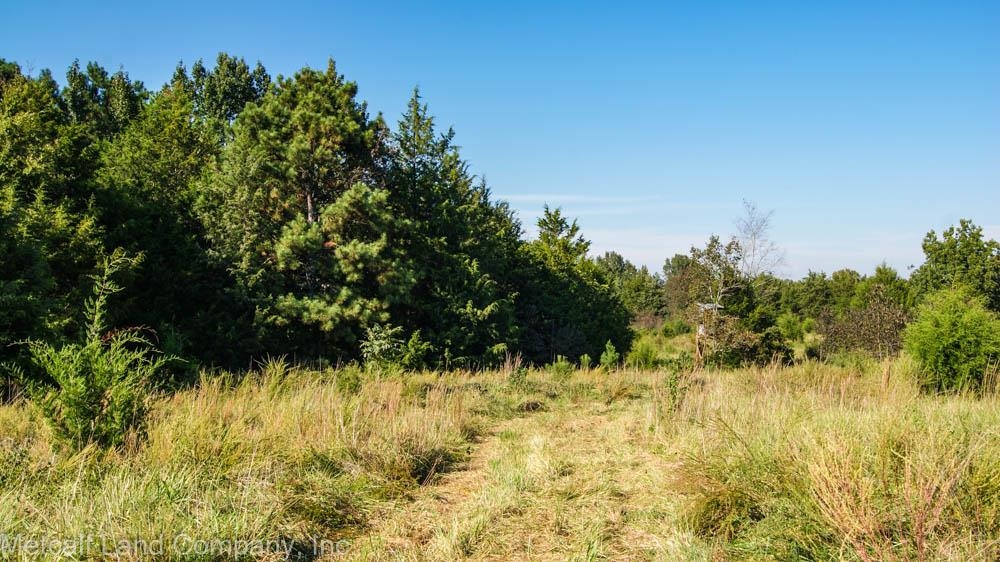 300 Piney Grove School Road Gray Court, SC 29645 - Photo 4 of 22 Gallery Image 4