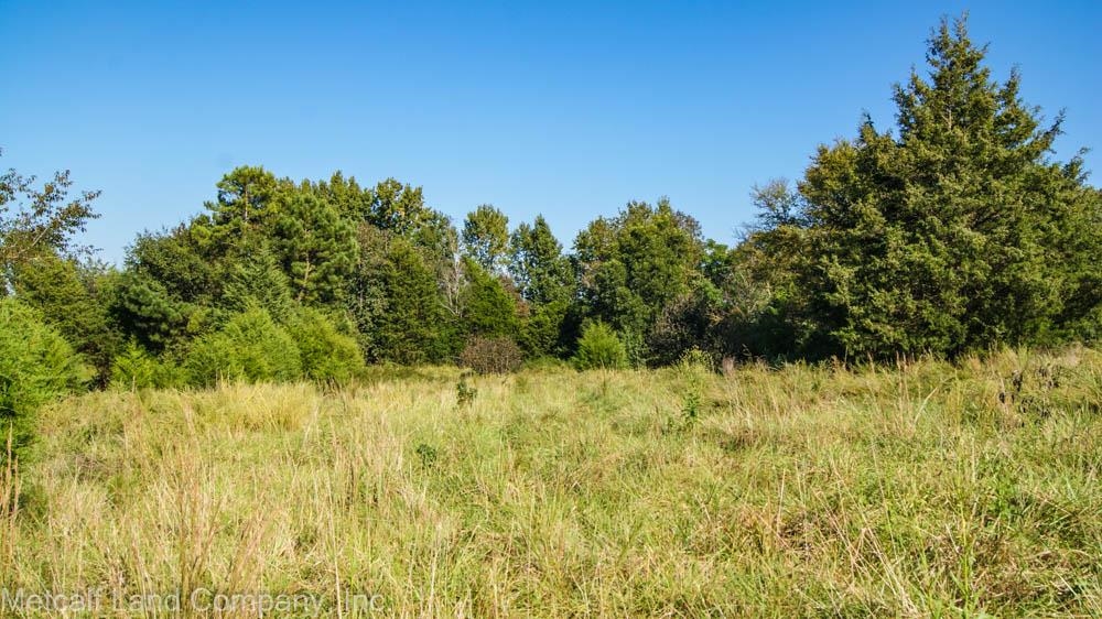 300 Piney Grove School Road Gray Court, SC 29645 - Photo 5 of 22 Gallery Image 5