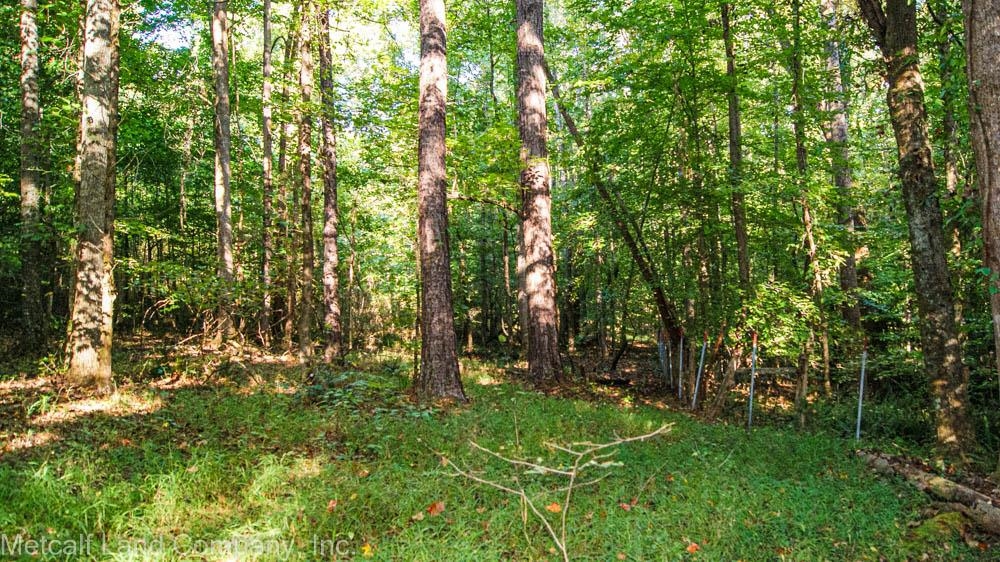 300 Piney Grove School Road Gray Court, SC 29645 - Photo 10 of 22 Gallery Image 10