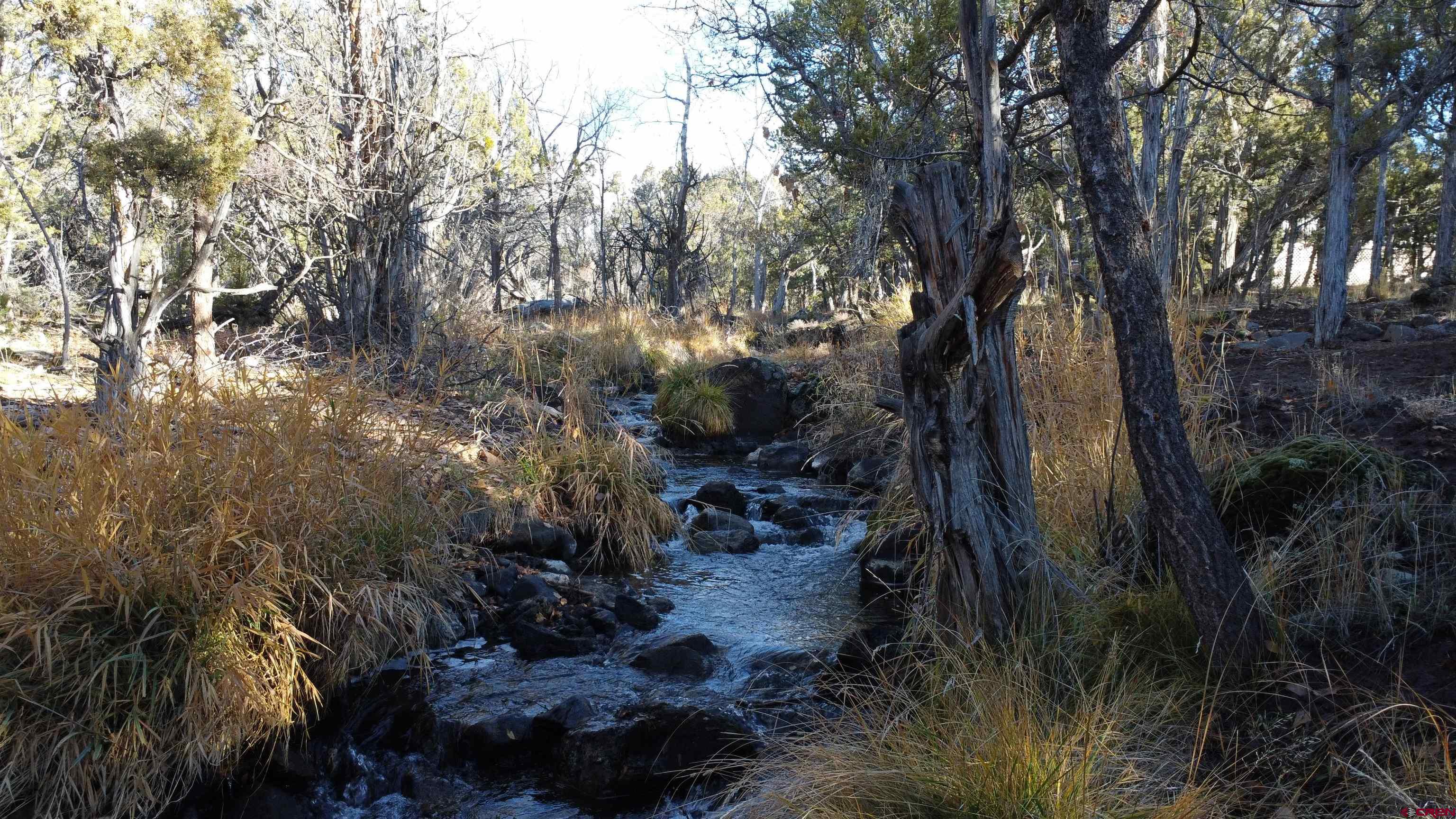 18865 Northridge Road Cedaredge, CO 81413 - Photo 5 of 23 a view of a forest with trees