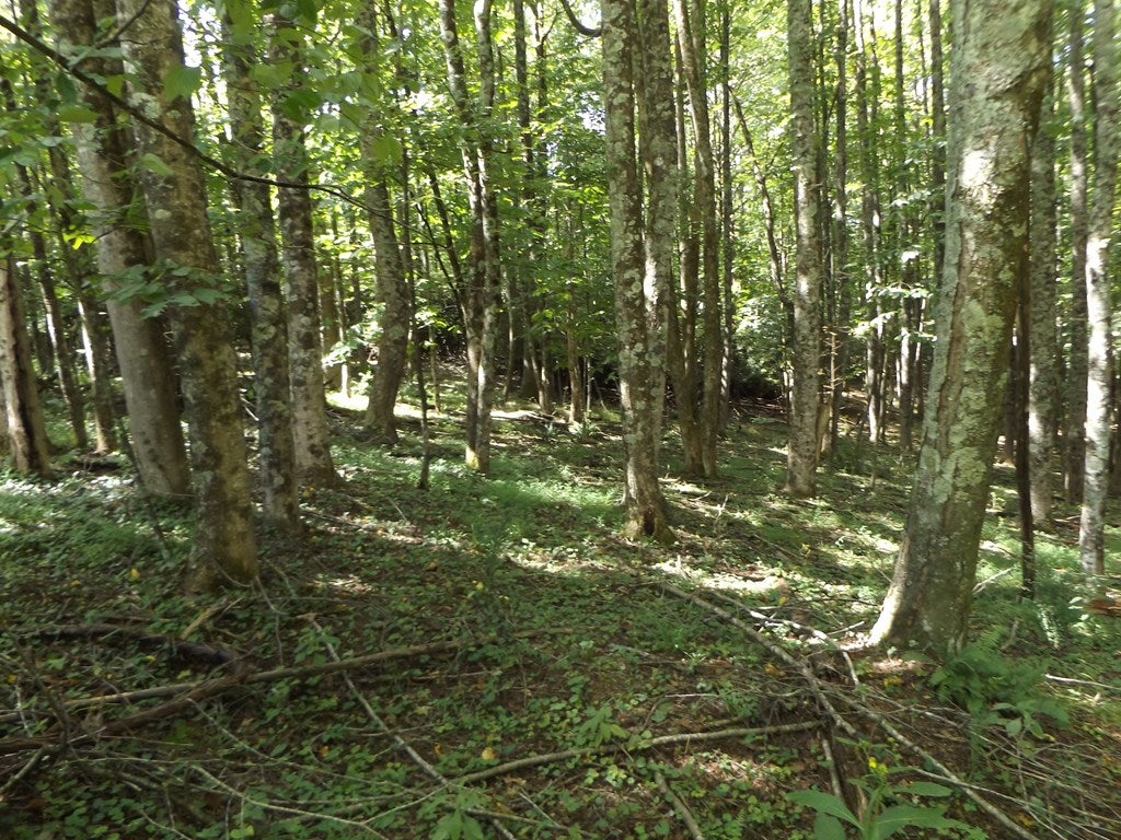 291 Laurel Fork Road Laurel Fork, VA 24352 - Photo 25 of 28 Gallery Image 25