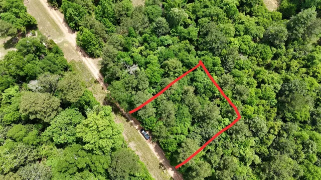 a picture of a tree in a yard