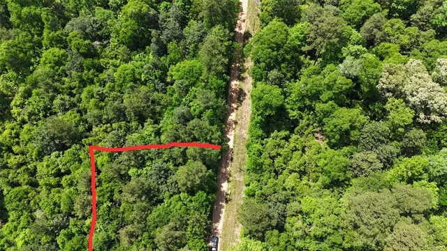 a view of a plant in a yard