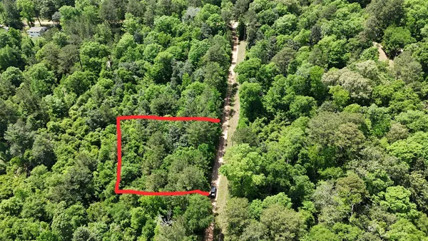 a view of a flower in a garden