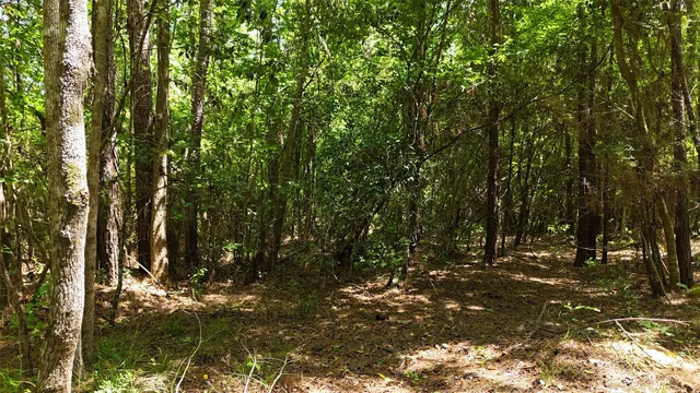 a view of outdoor space and trees