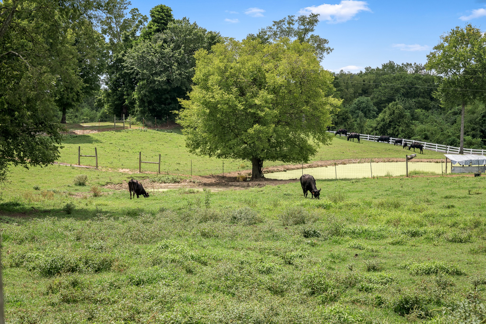 206 Hickerson Road Wartrace, TN 37183 - Photo 75 of 100 Gallery Image 75