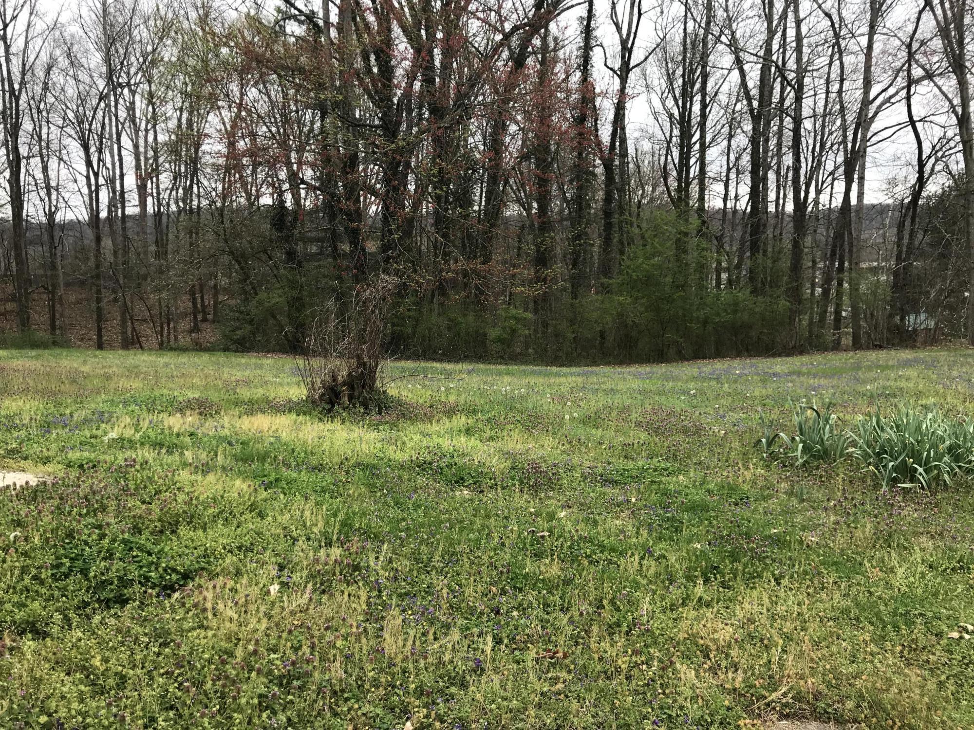 213 Forest Road Oliver Springs, TN 37840 - Photo 4 of 11 5D3CBFEF-4A61-4361-96A7-231C195D5FED