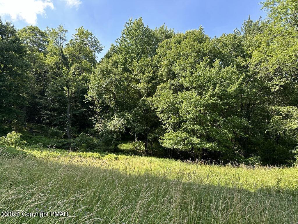 a view of a garden from a yard