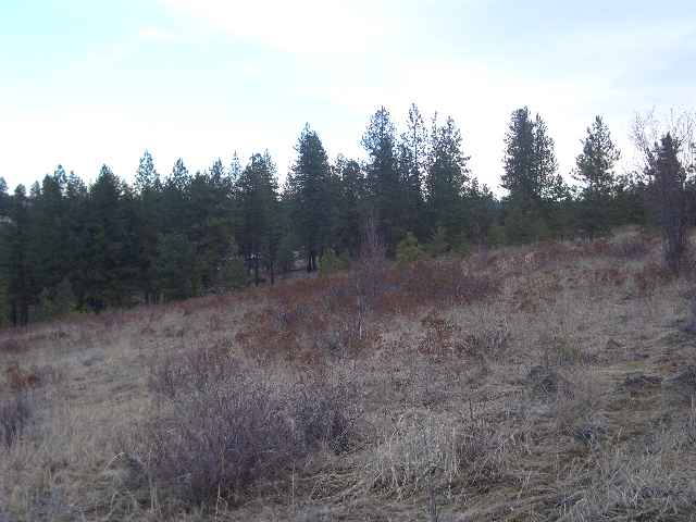 23000 Long Lake Road Ford, WA 99013 - Photo 3 of 5