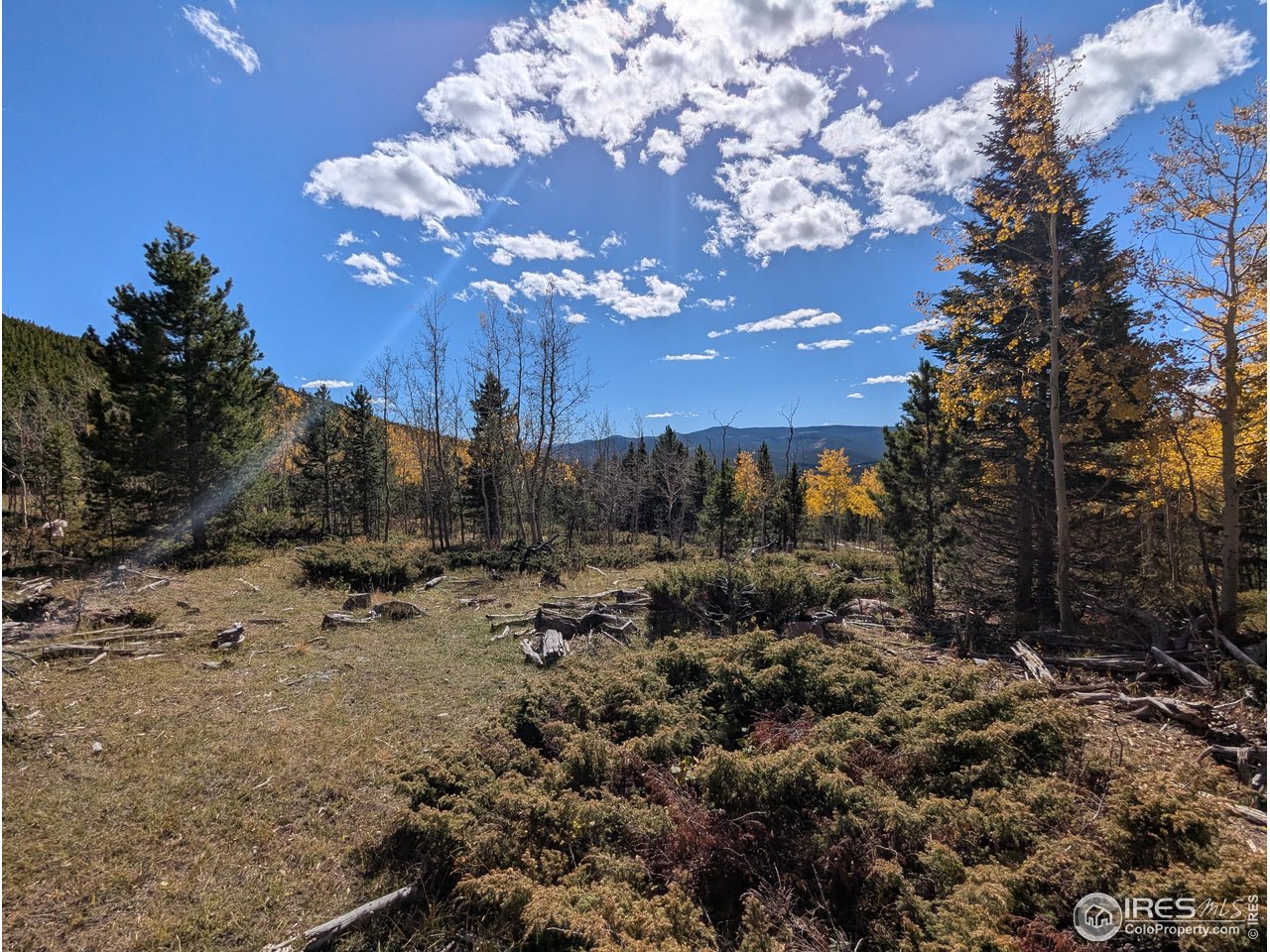 11 Bear Gulch Road Red Feather Lakes, CO 80545 - Photo 11 of 18 a view of a yard with a tree