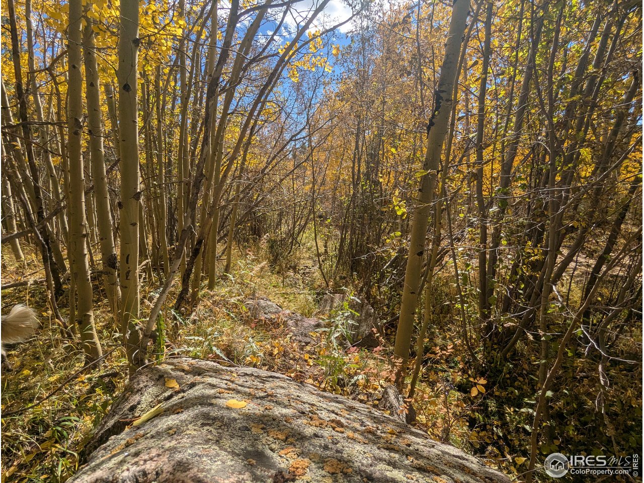 11 Bear Gulch Road Red Feather Lakes, CO 80545 - Photo 12 of 18