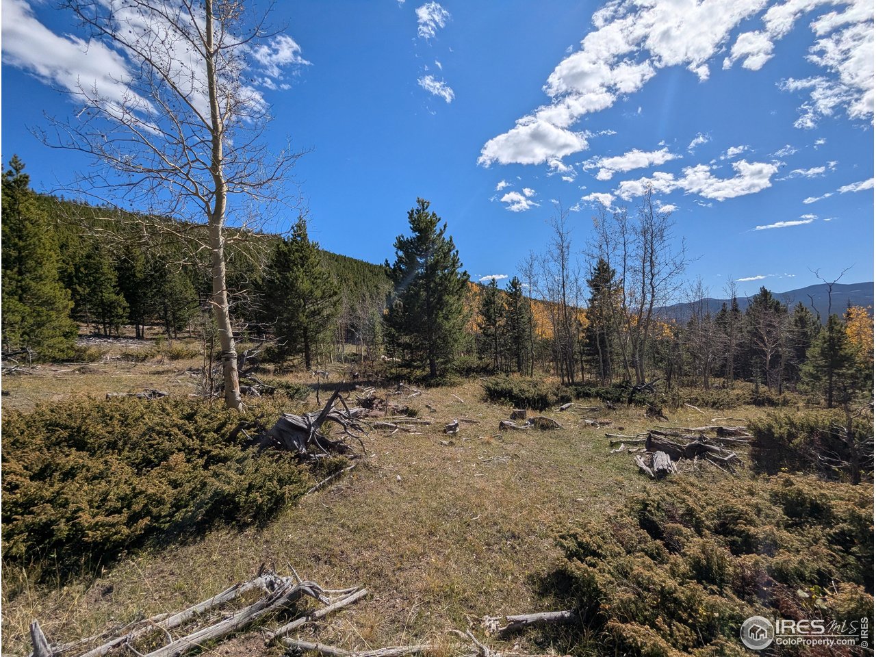 11 Bear Gulch Road Red Feather Lakes, CO 80545 - Photo 15 of 18 a view of a yard with wooden fence
