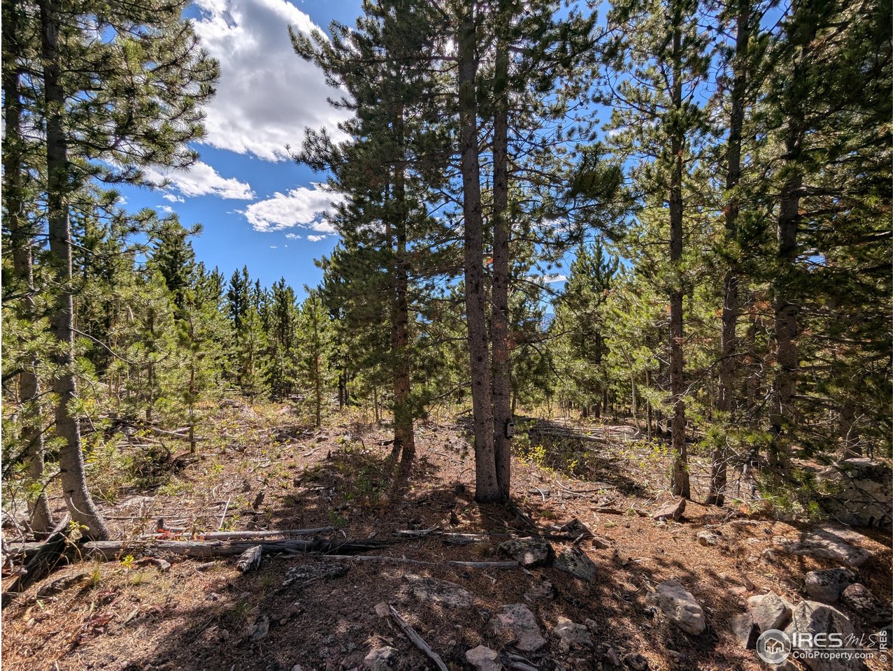 11 Bear Gulch Road Red Feather Lakes, CO 80545 - Photo 16 of 18 a view of a yard