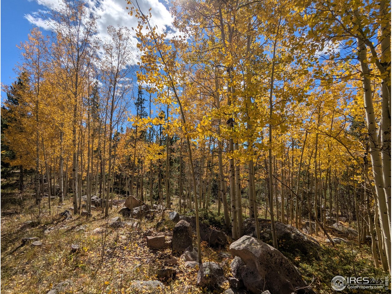 11 Bear Gulch Road Red Feather Lakes, CO 80545 - Photo 6 of 18 a view of a yard