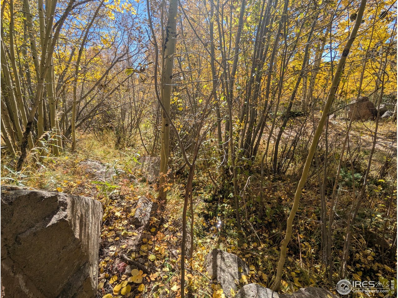 11 Bear Gulch Road Red Feather Lakes, CO 80545 - Photo 9 of 18