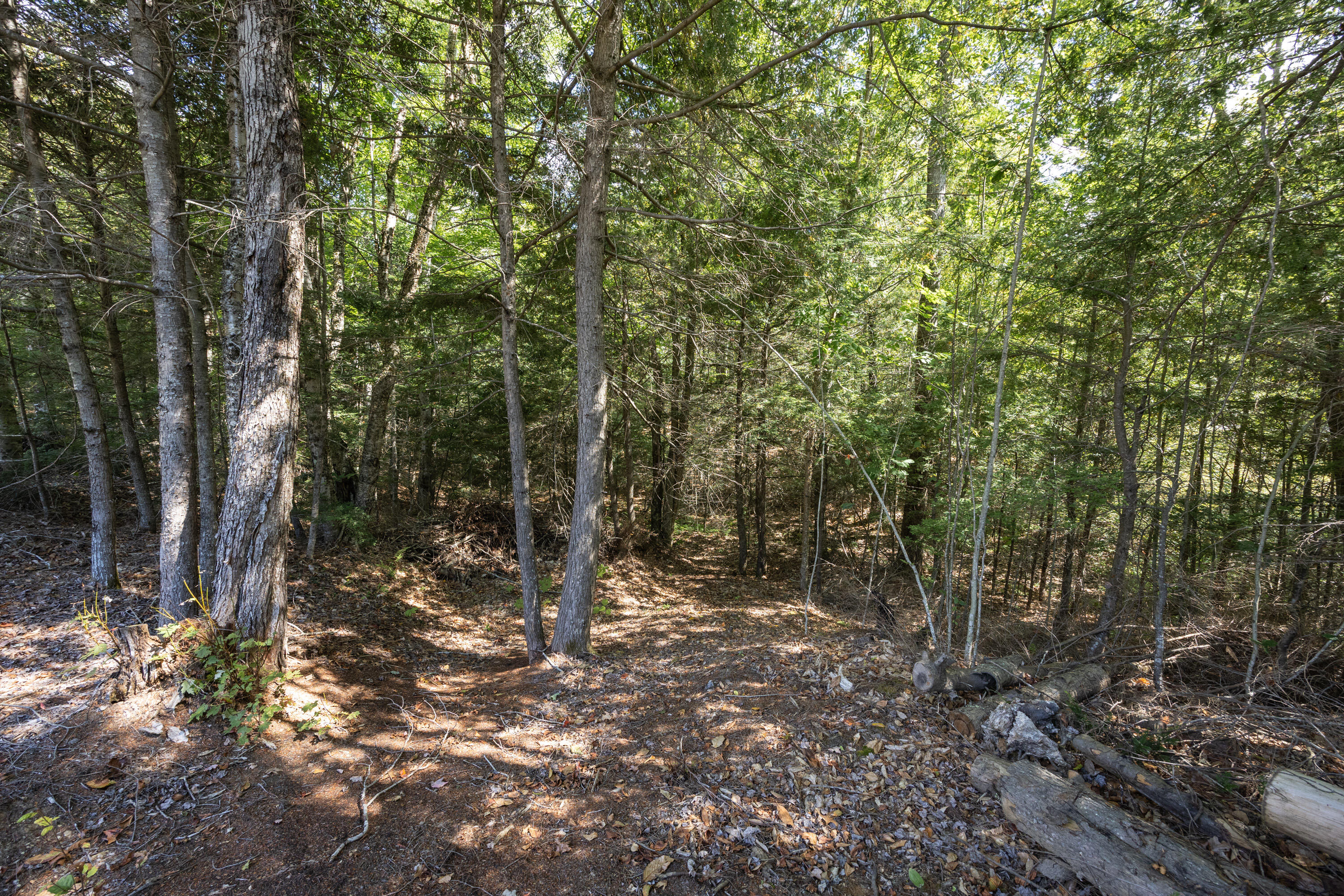 128 Cross Road China, ME 04358 - Photo 11 of 55 Established Forest