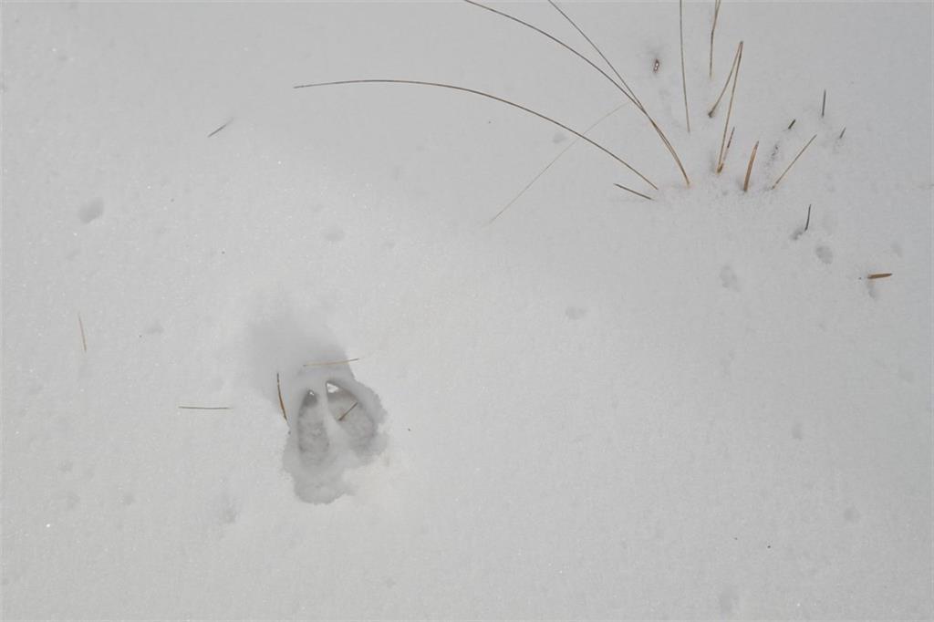 500 Sand Pond Road Limington, ME 04049 - Photo 34 of 34 Deerprints in the Snow