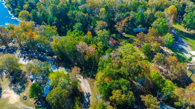 a view of a garden with plants and flowers