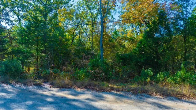 a view of a yard with plants and large trees