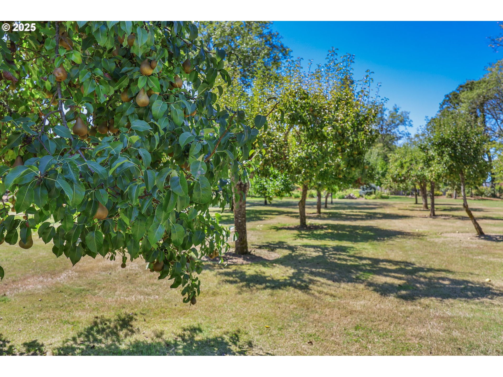88885 Conrad Road Veneta, OR 97487 - Photo 31 of 47 Gallery Image 31