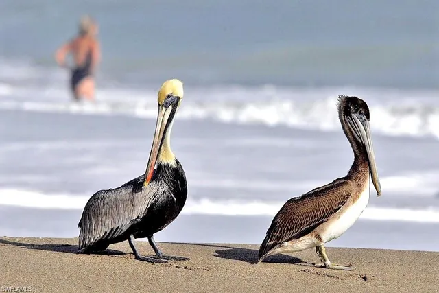 $3,500 | 595 93rd Avenue North, Naples, FL 34108