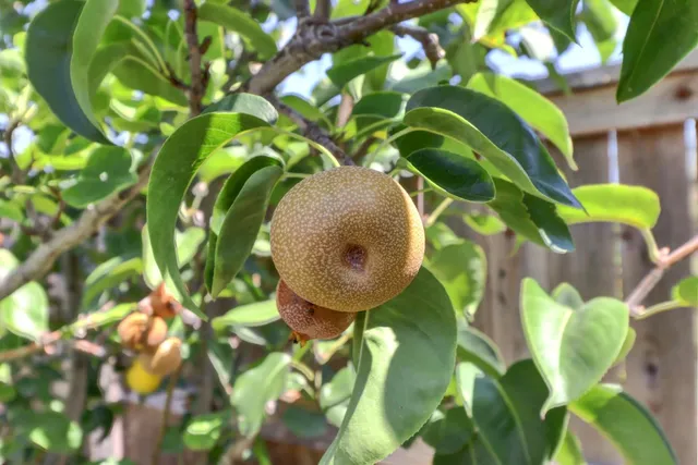 $820,000 | 18400 Mandarin Street, Woodland, CA 95695